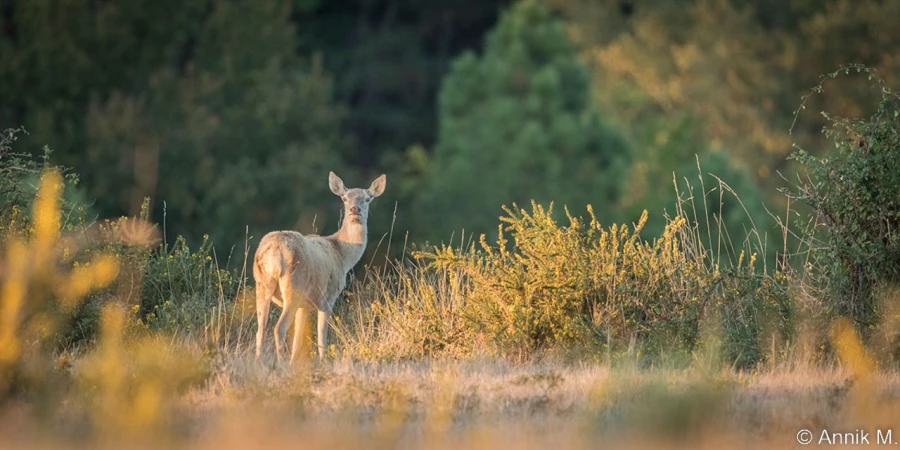 stage photo brame du cerf 25 septembre 2022