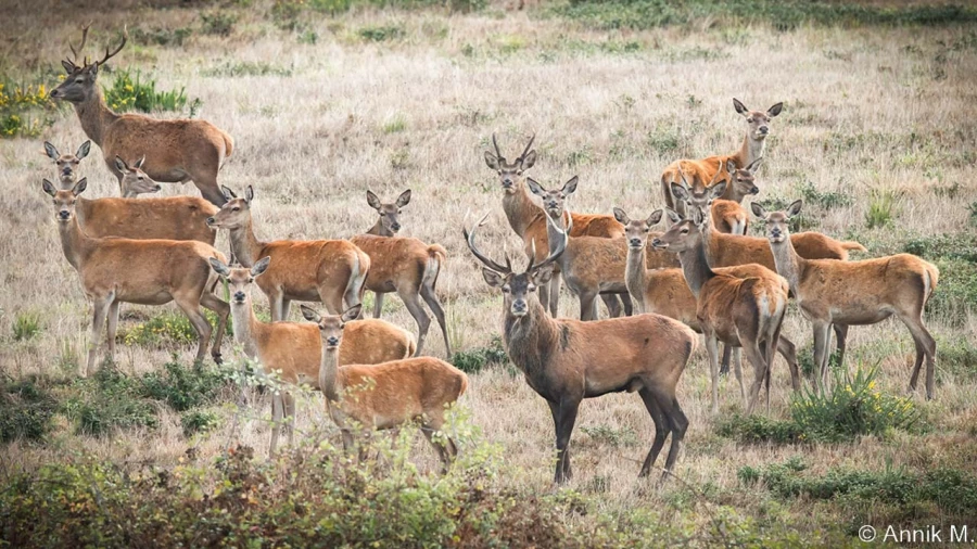 stage photo brame du cerf 25 septembre 2022