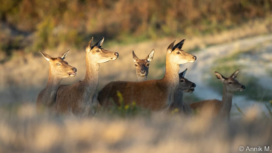 stage photo brame du cerf 25 septembre 2022