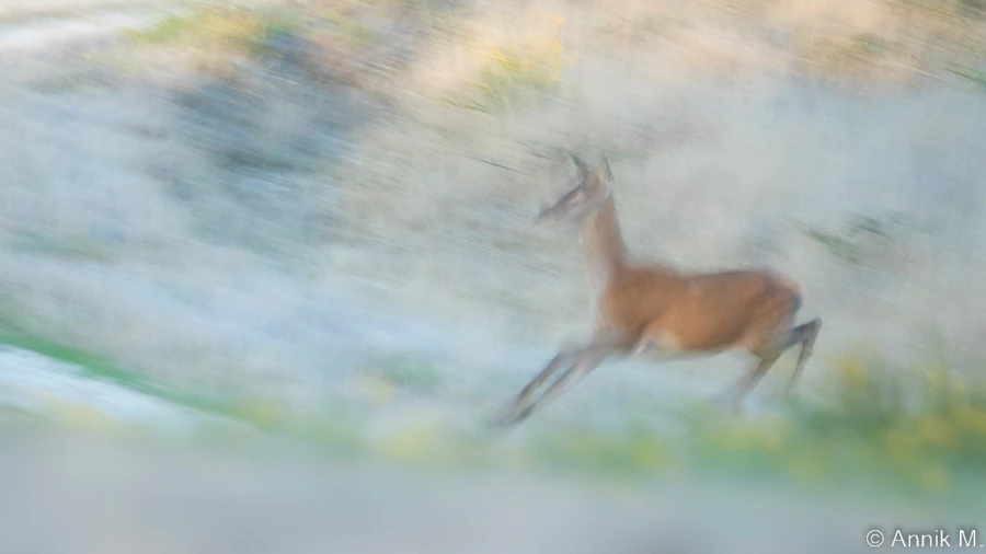stage photo brame du cerf 25 septembre 2022