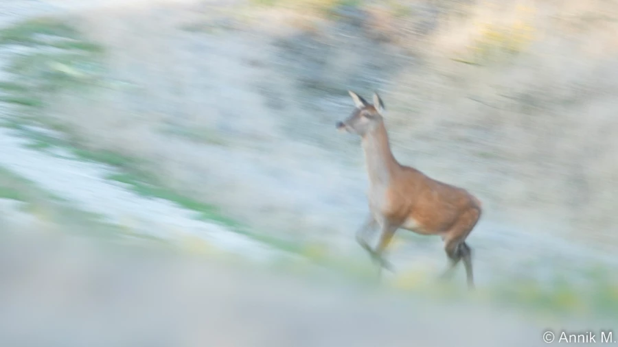 stage photo brame du cerf 25 septembre 2022