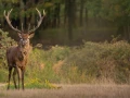 stage photo brame du cerf 25 septembre 2022