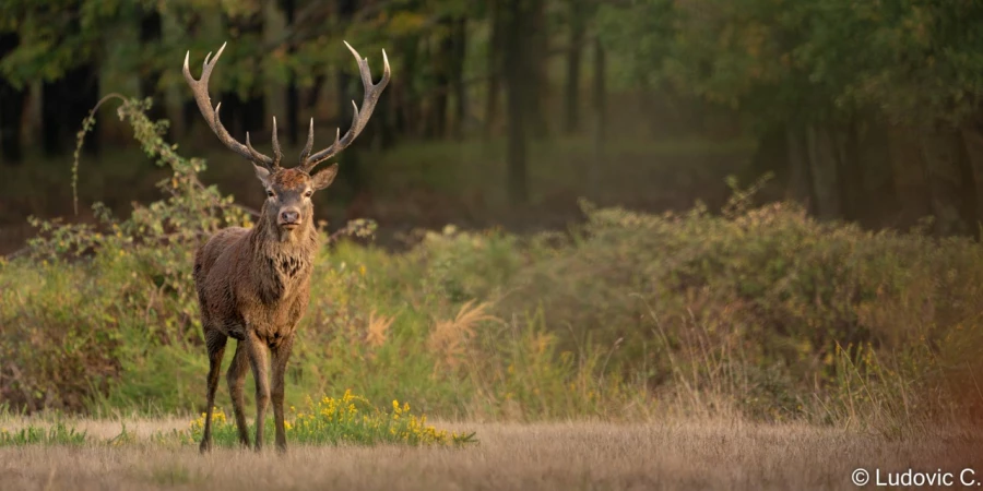 stage photo brame du cerf 25 septembre 2022
