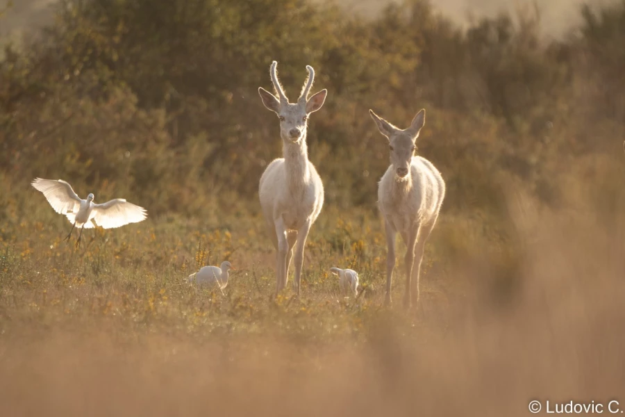 stage photo brame du cerf 25 septembre 2022