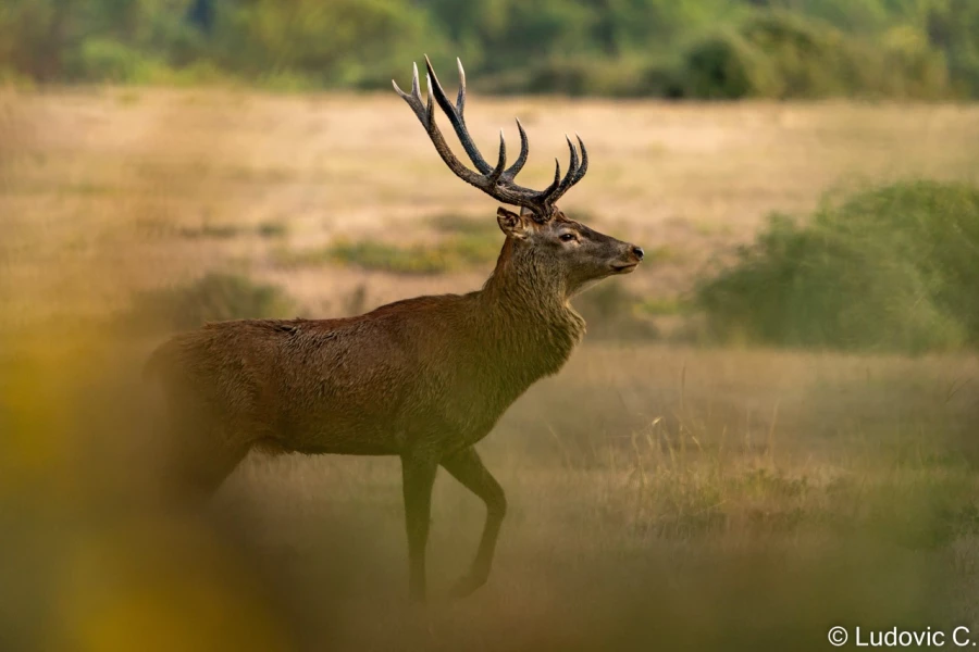stage photo brame du cerf 25 septembre 2022
