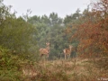 stage photo brame du cerf 25 septembre 2022