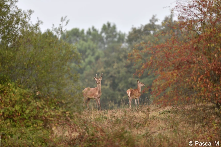 stage photo brame du cerf 25 septembre 2022