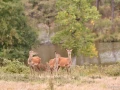 stage photo brame du cerf 25 septembre 2022