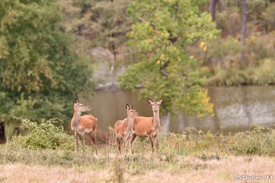 stage photo brame du cerf 25 septembre 2022