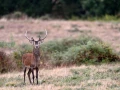 stage photo brame du cerf 25 septembre 2022
