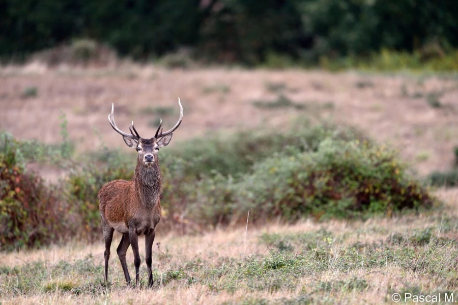 stage photo brame du cerf 25 septembre 2022