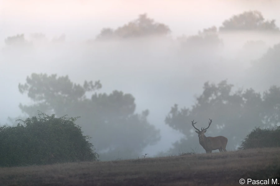 stage photo brame du cerf 25 septembre 2022