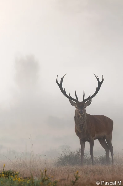 stage photo brame du cerf 25 septembre 2022