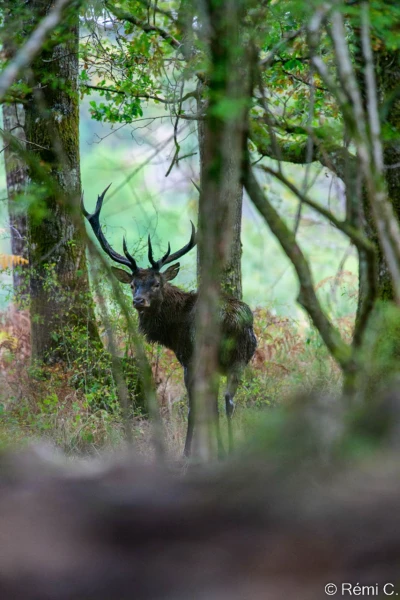 stage photo brame du cerf 25 septembre 2022