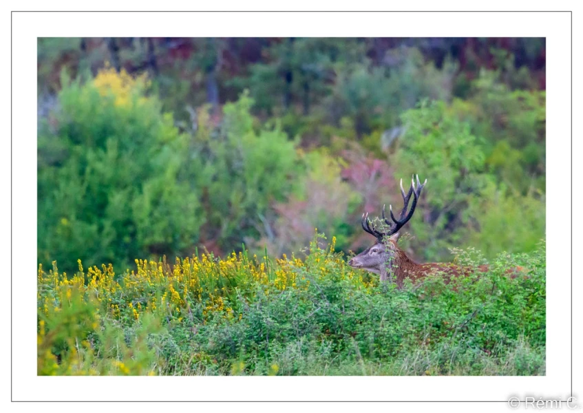 stage photo brame du cerf 25 septembre 2022