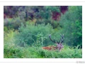 stage photo brame du cerf 25 septembre 2022