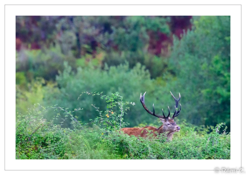 stage photo brame du cerf 25 septembre 2022