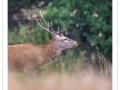 stage photo brame du cerf 25 septembre 2022