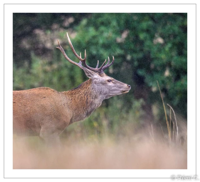 stage photo brame du cerf 25 septembre 2022