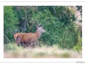 stage photo brame du cerf 25 septembre 2022