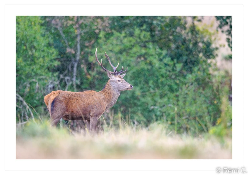stage photo brame du cerf 25 septembre 2022