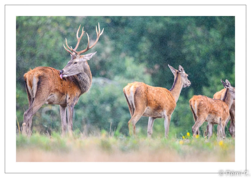 stage photo brame du cerf 25 septembre 2022