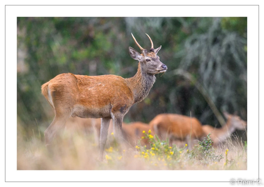 stage photo brame du cerf 25 septembre 2022