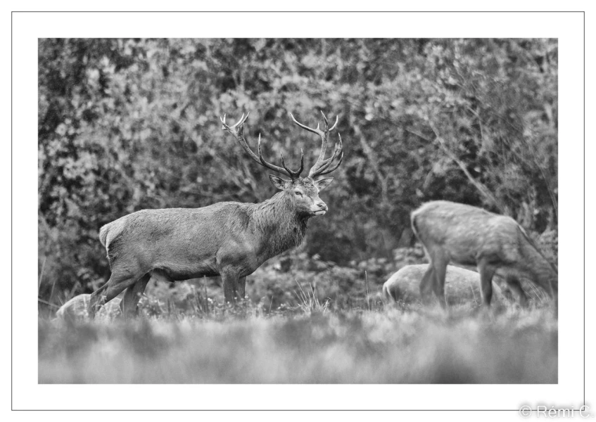 stage photo brame du cerf 25 septembre 2022