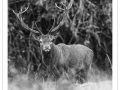 stage photo brame du cerf 25 septembre 2022