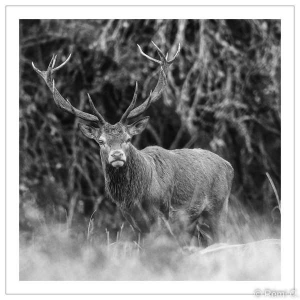 stage photo brame du cerf 25 septembre 2022