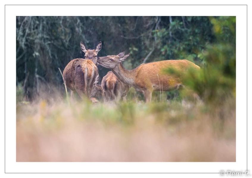 stage photo brame du cerf 25 septembre 2022