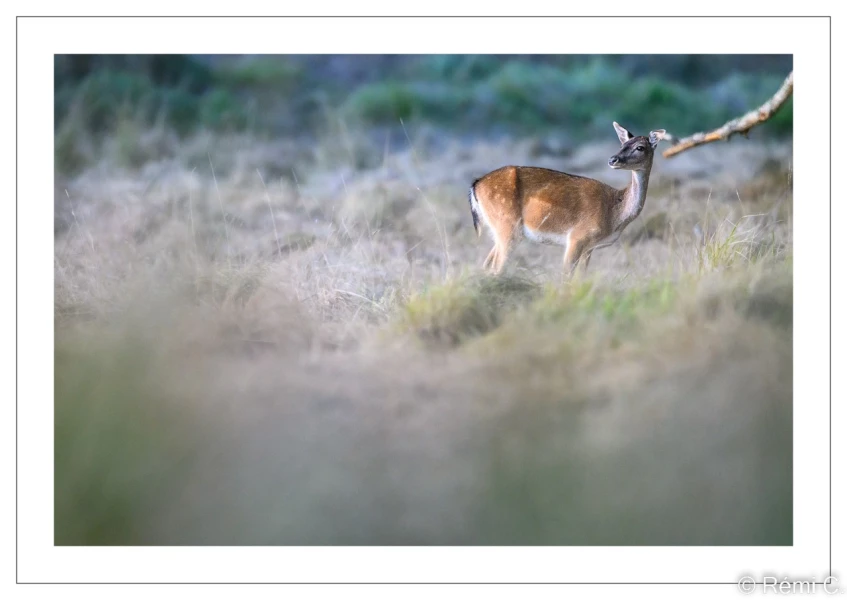 stage photo brame du cerf 25 septembre 2022