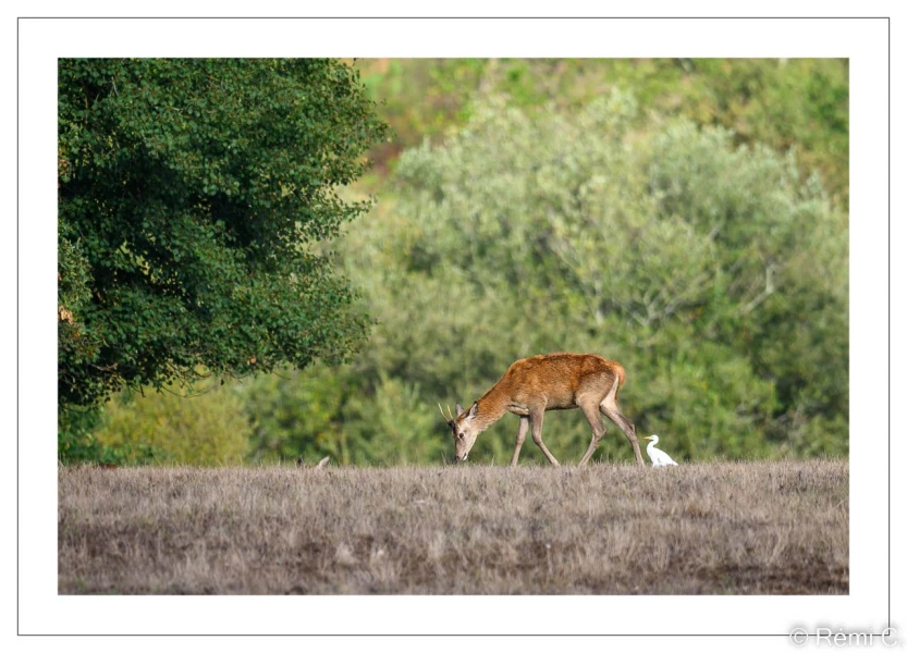 stage photo brame du cerf 25 septembre 2022
