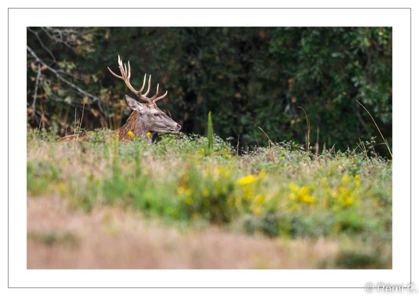 stage photo brame du cerf 25 septembre 2022