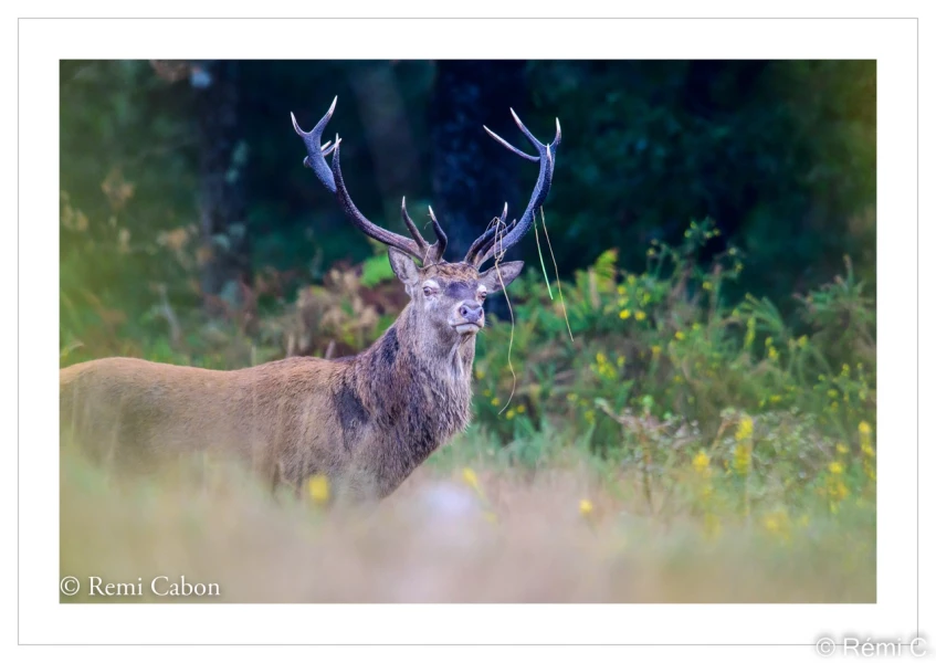 stage photo brame du cerf 25 septembre 2022