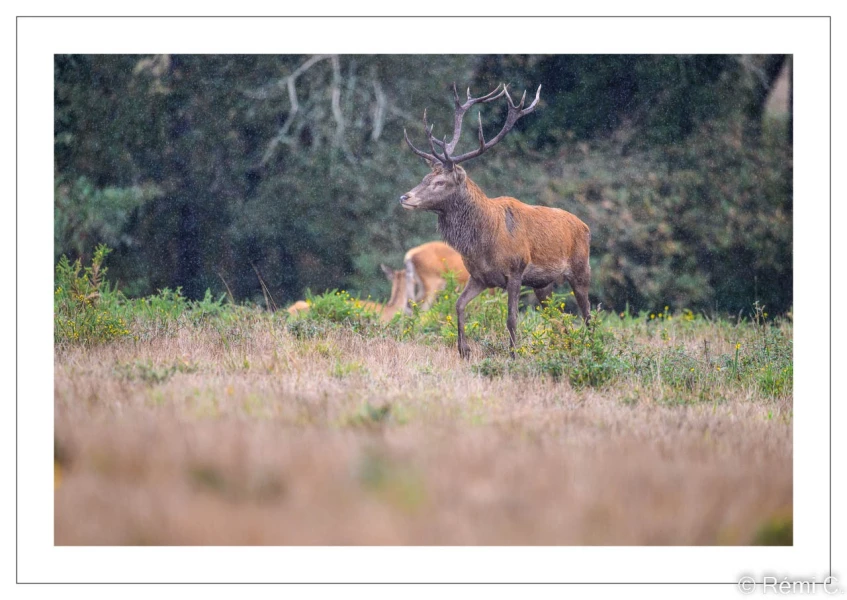 stage photo brame du cerf 25 septembre 2022