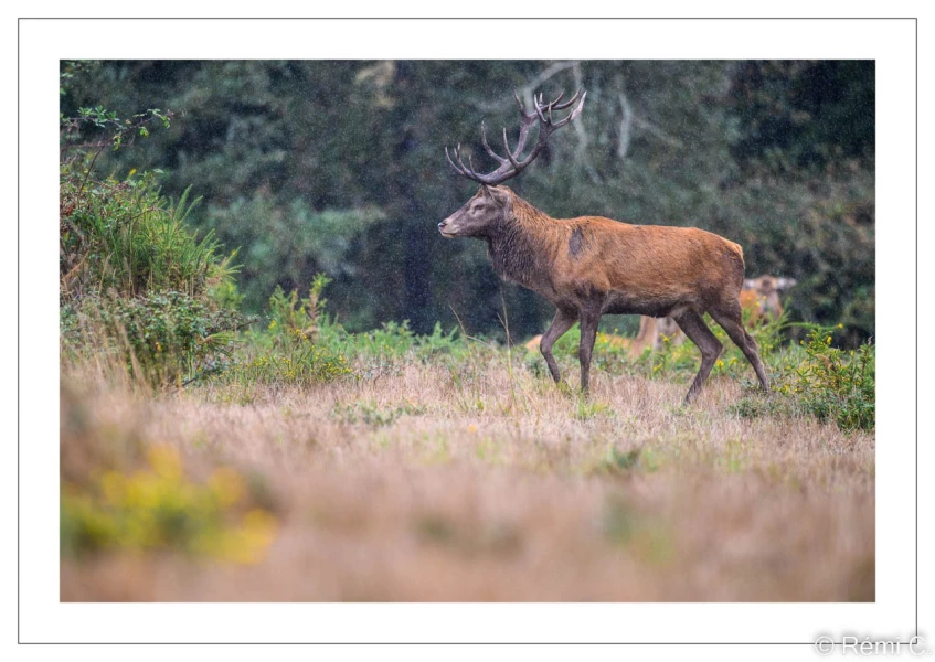 stage photo brame du cerf 25 septembre 2022