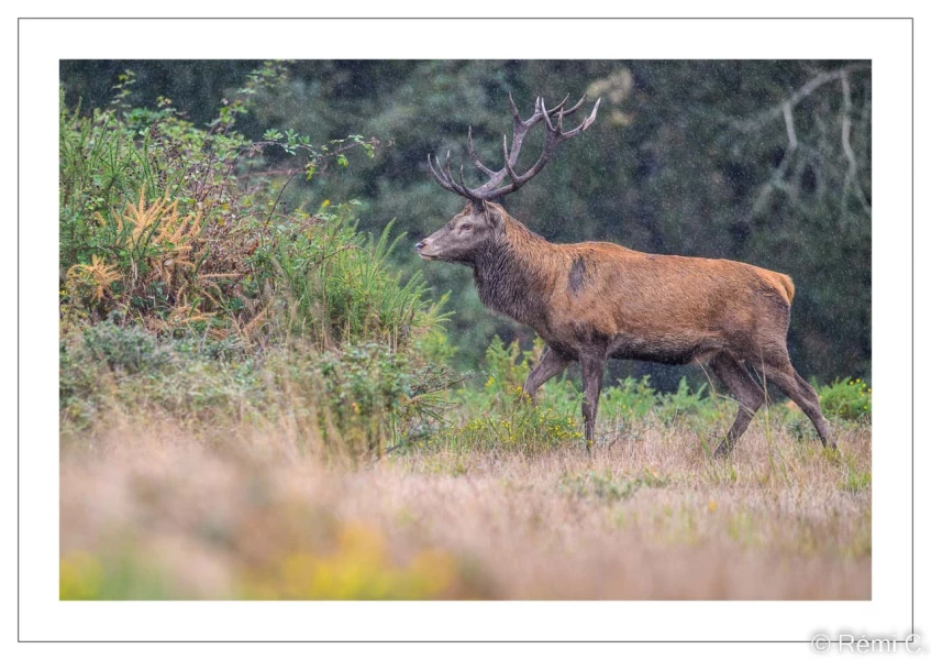 stage photo brame du cerf 25 septembre 2022