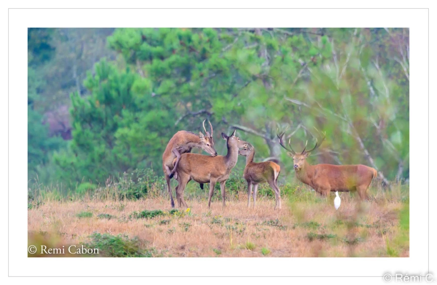 stage photo brame du cerf 25 septembre 2022