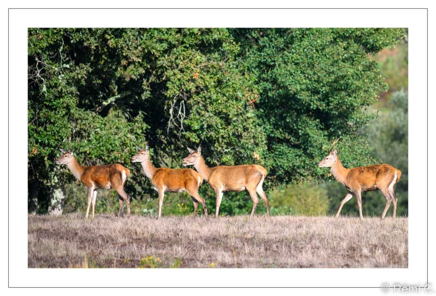 stage photo brame du cerf 25 septembre 2022
