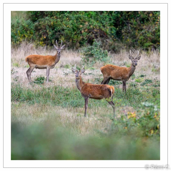stage photo brame du cerf 25 septembre 2022