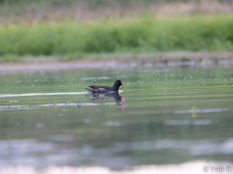 stage dombes affuts flottants 28 mai 2022