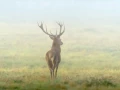 03 stage photo animaliere brame du cerf en france amar guillen photographe