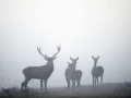 04 stage photo animaliere brame du cerf en france amar guillen photographe