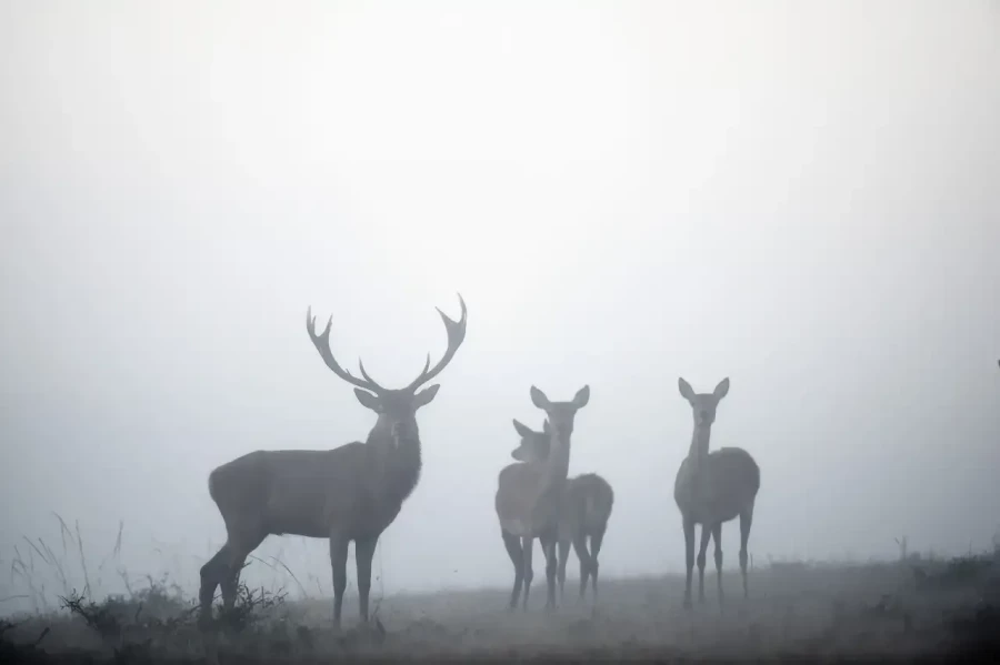 04 stage photo animaliere brame du cerf en france amar guillen photographe