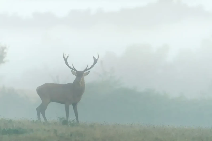 05 stage photo animaliere brame du cerf en france amar guillen photographe