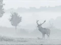 06 stage photo animaliere brame du cerf en france amar guillen photographe