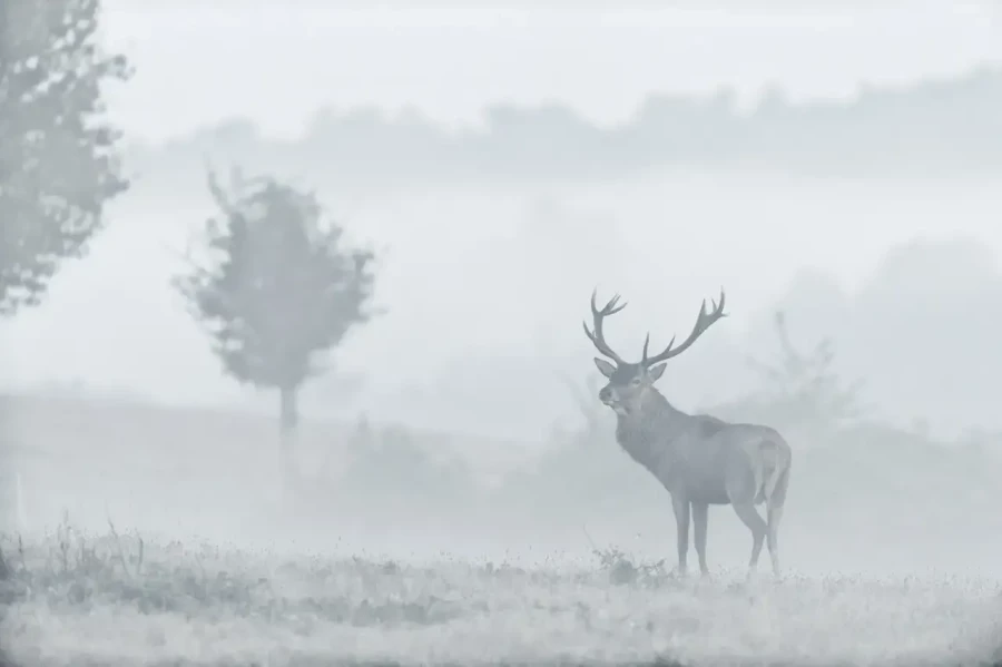 06 stage photo animaliere brame du cerf en france amar guillen photographe