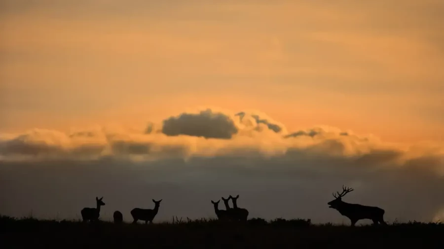 12 stage photo animaliere brame du cerf en france amar guillen photographe