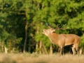 15 stage photo animaliere brame du cerf en france amar guillen photographe
